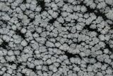 Polished Snowflake Obsidian Section - Utah #117786-1